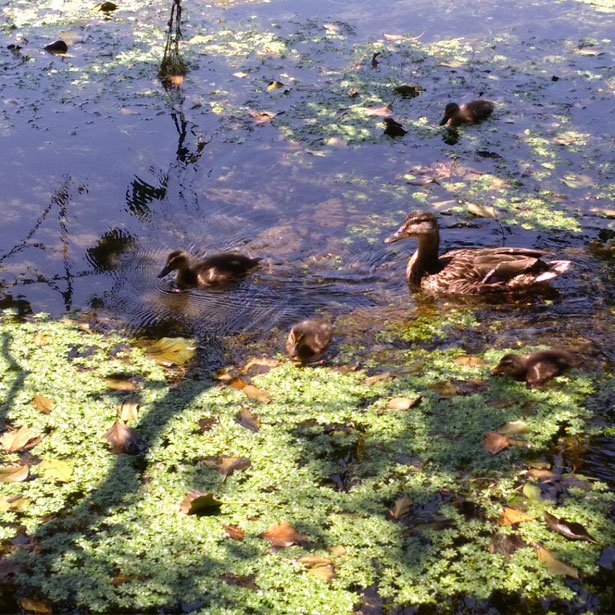 canards sur la rivière Pamproux